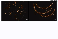 Golden Fireflies Photo Overlays