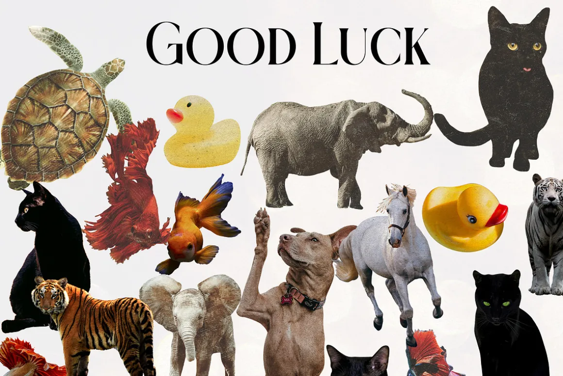 Good Luck. Collage creator.