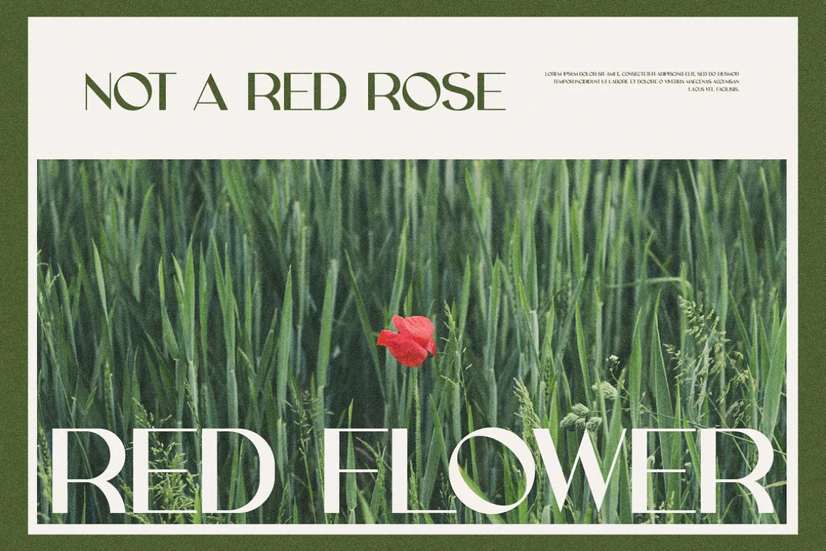 Grace Elegant Sans Serif Font