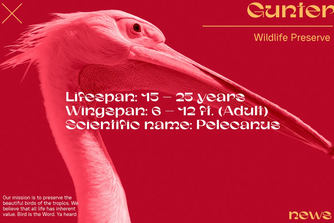 Gunter Display Font