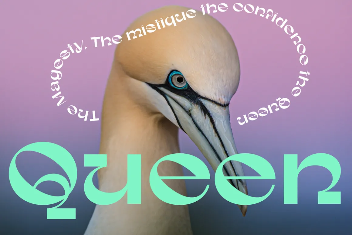 Gunter Display Font