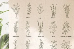 Hand drawn herbs and spices