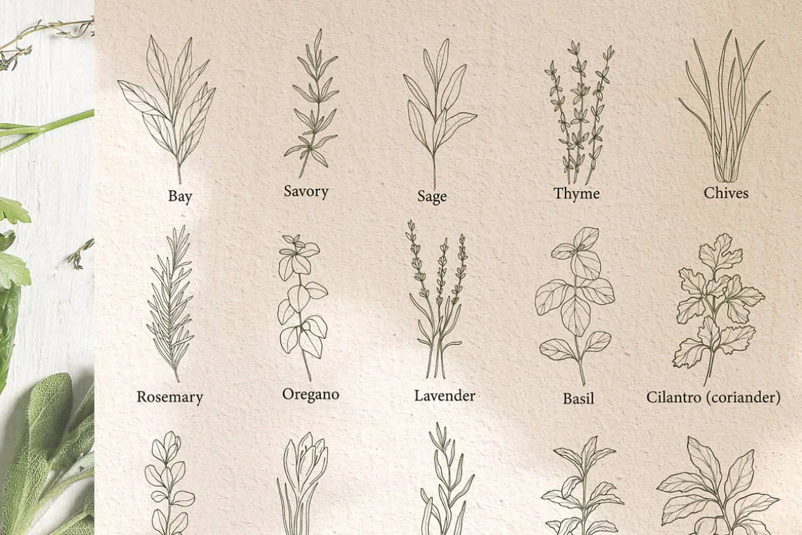 Hand drawn herbs and spices