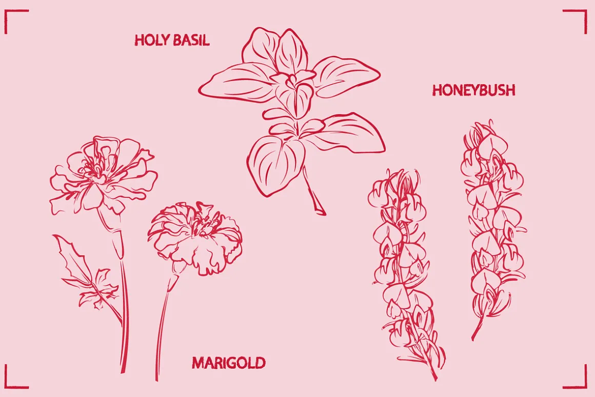 HERBAL TEA (30+ ILLUSTRATIONS)