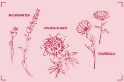 HERBAL TEA (30+ ILLUSTRATIONS)