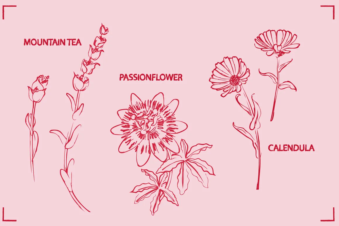 HERBAL TEA (30+ ILLUSTRATIONS)