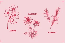 HERBAL TEA (30+ ILLUSTRATIONS)