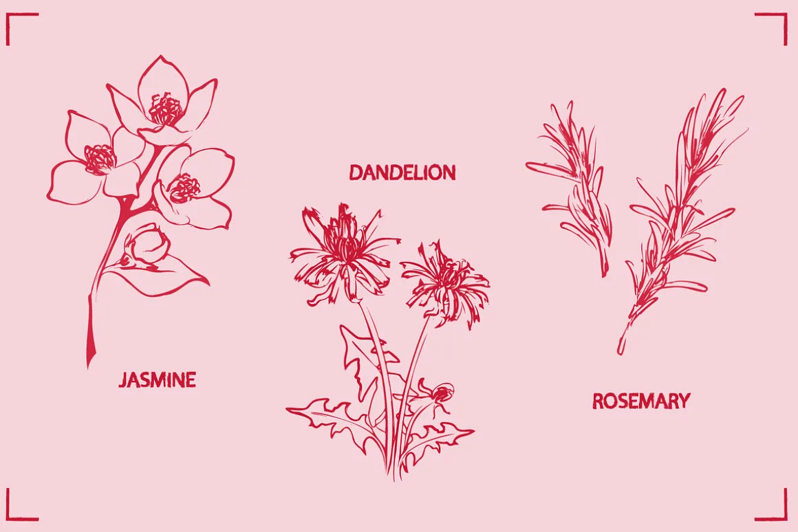 HERBAL TEA (30+ ILLUSTRATIONS)