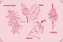 HERBAL TEA (30+ ILLUSTRATIONS)