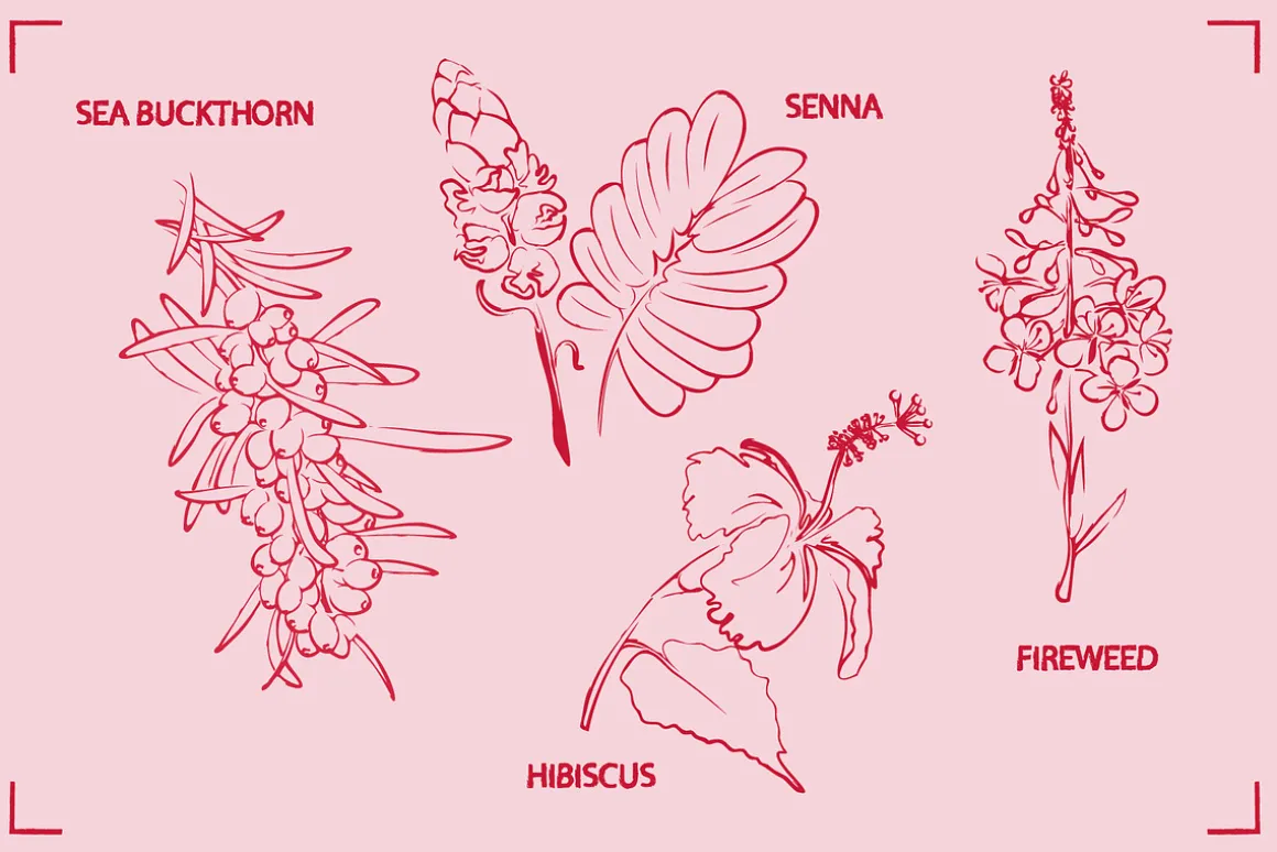 HERBAL TEA (30+ ILLUSTRATIONS)