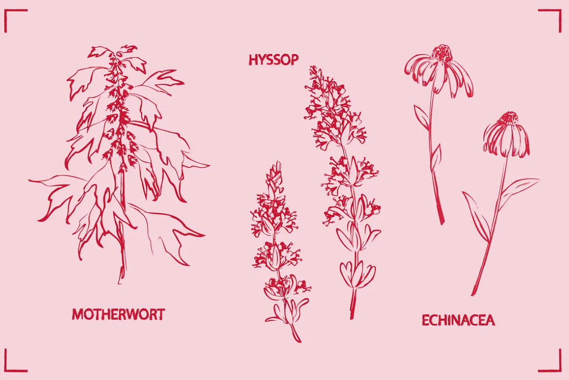 HERBAL TEA (30+ ILLUSTRATIONS)