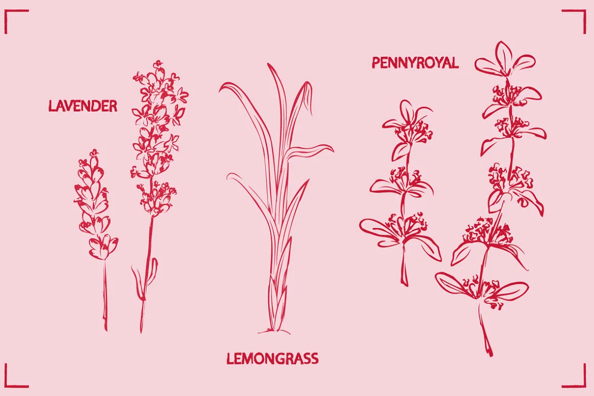 HERBAL TEA (30+ ILLUSTRATIONS)