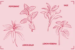 HERBAL TEA (30+ ILLUSTRATIONS)