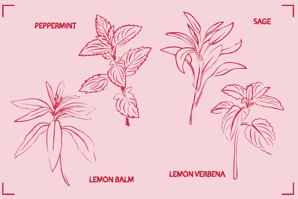HERBAL TEA (30+ ILLUSTRATIONS)