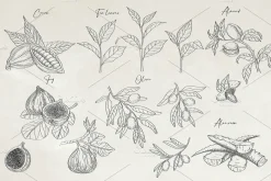 Herbs & Fruits hand drawn collection