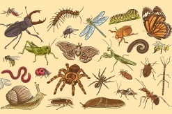 Insects Illustrations