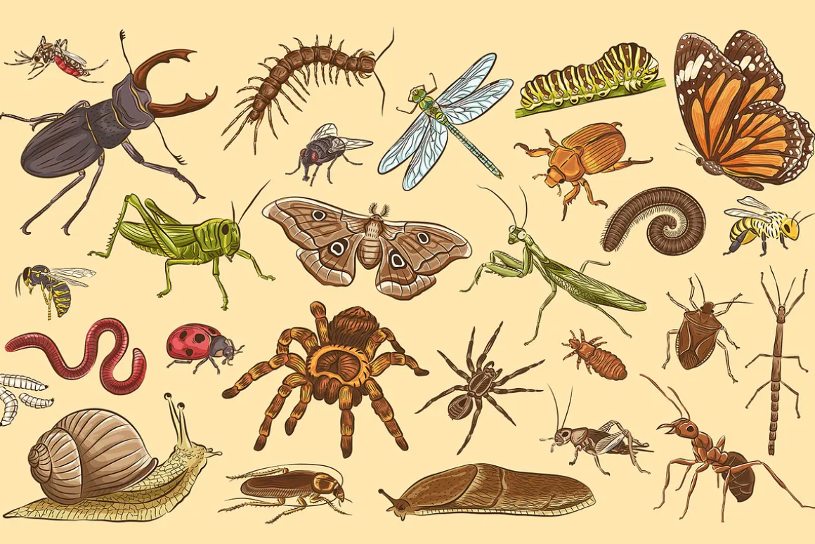 Insects Illustrations