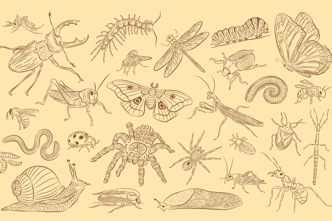 Insects Illustrations
