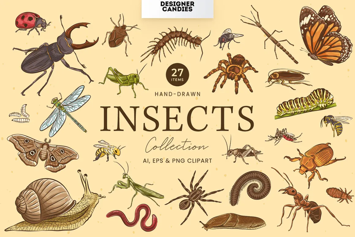 Insects Illustrations