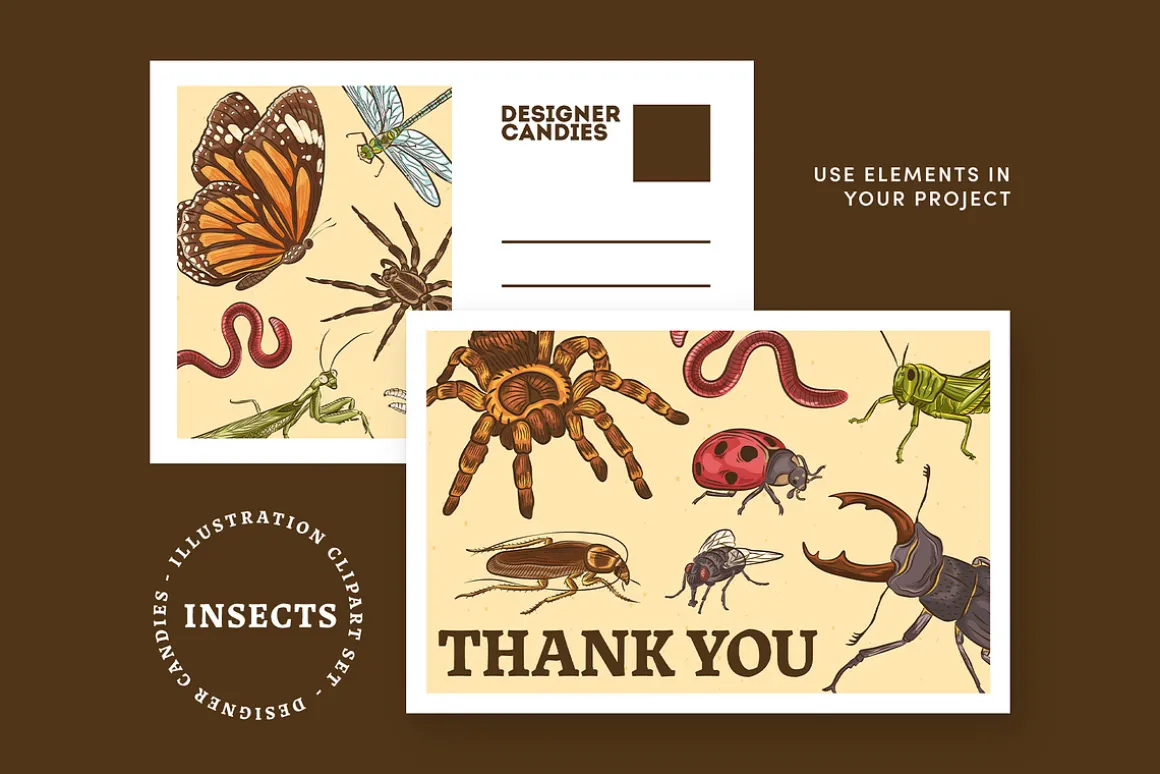 Insects Illustrations