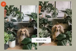 8 Jardin Lightroom Presets