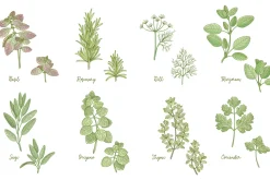 Kitchen herbs set