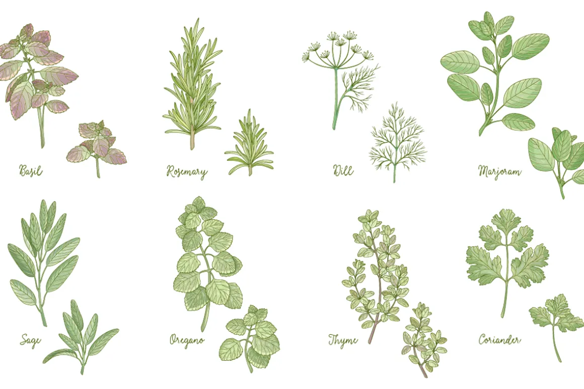 Kitchen herbs set