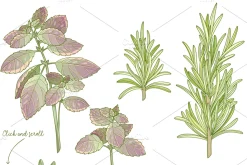 Kitchen herbs set