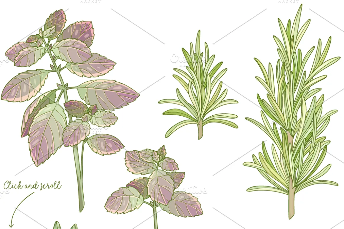 Kitchen herbs set