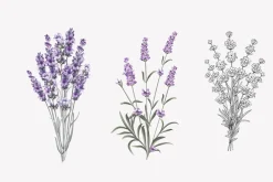 34 Lavender branch and bouquet