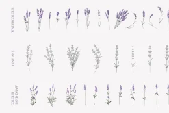 34 Lavender branch and bouquet
