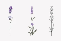 34 Lavender branch and bouquet