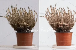 50 Lightroom Presets Macchiato