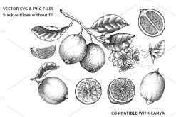 Lime Citrus Fruit Vectors & Patterns