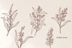 Line art Australian native flowers