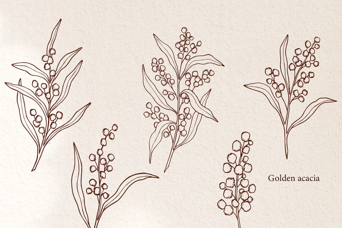 Line art Australian native flowers