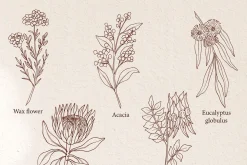 Line art Australian native flowers