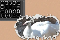 20 Liquefied Frame Photoshop Shapes
