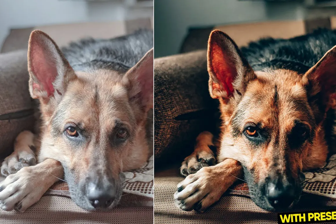 Love Dogs Presets for Lightroom