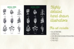 Medical herbs illustrations