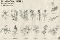 Medicinal Herbs line art + Procreate