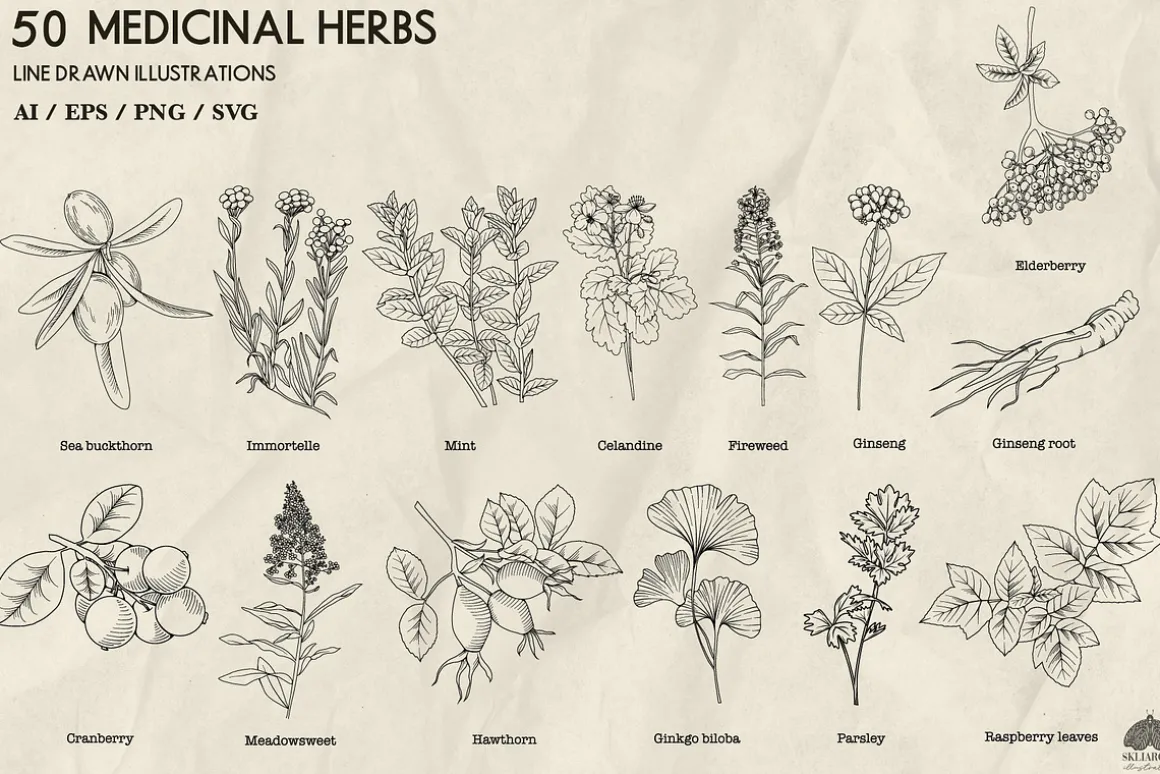 Medicinal Herbs line art + Procreate