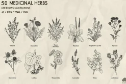 Medicinal Herbs line art + Procreate