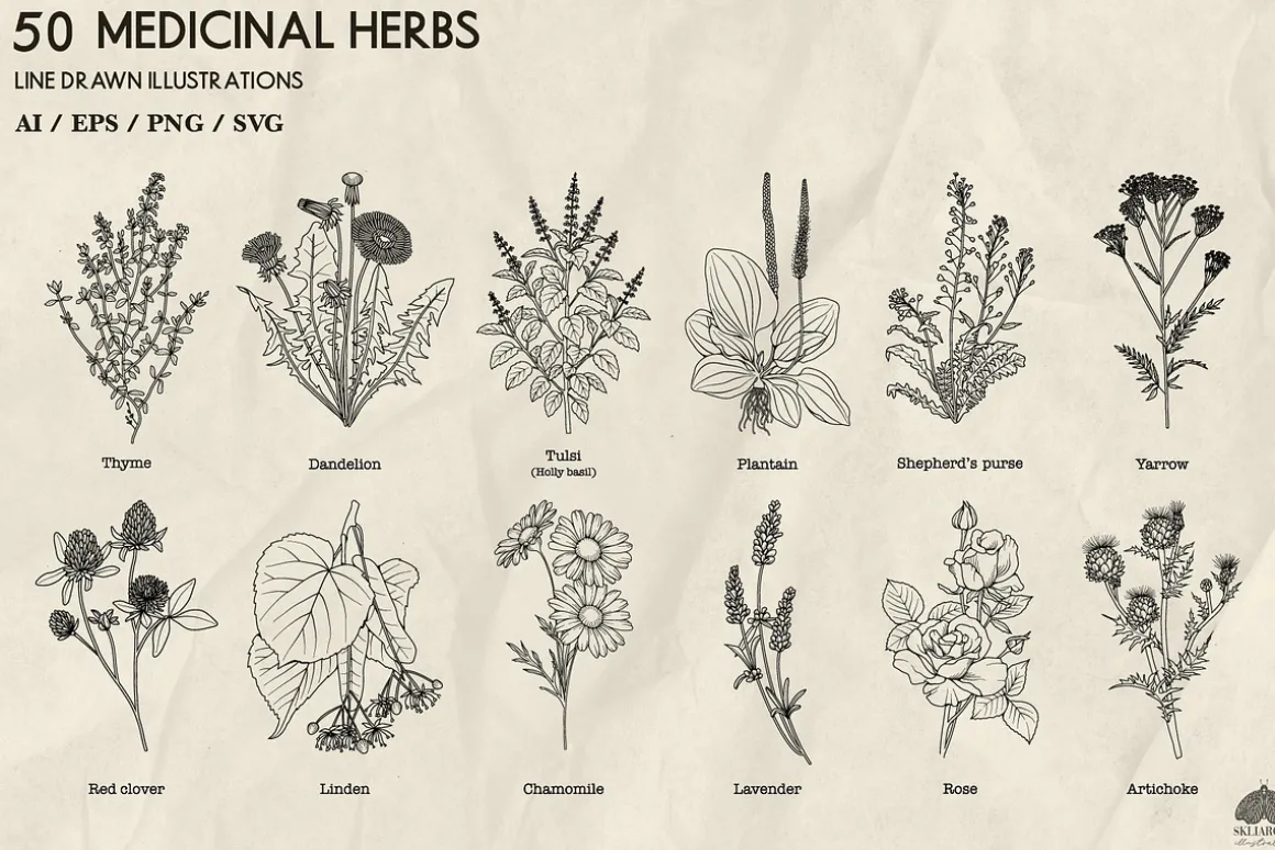 Medicinal Herbs line art + Procreate