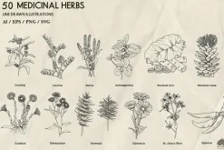 Medicinal Herbs line art + Procreate