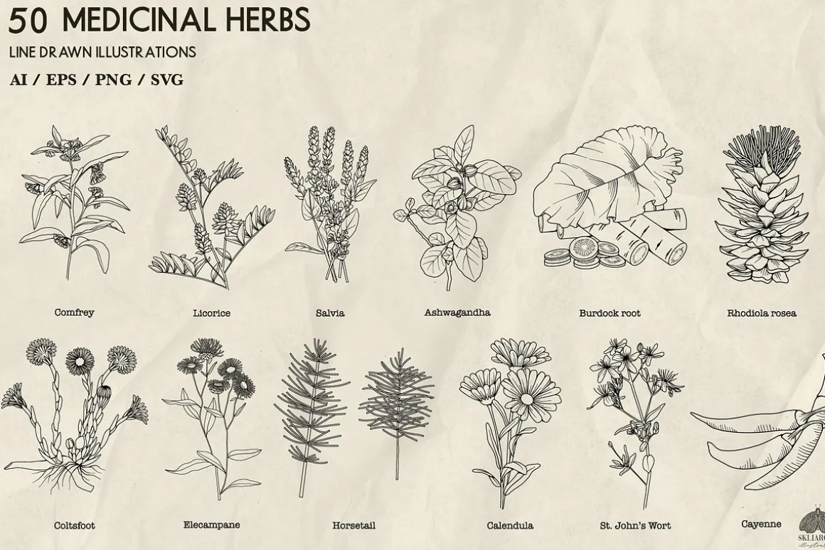 Medicinal Herbs line art + Procreate