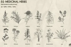 Medicinal Herbs line art + Procreate