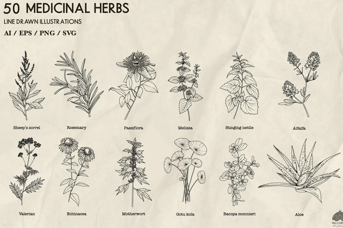 Medicinal Herbs line art + Procreate