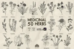 Medicinal Herbs line art + Procreate
