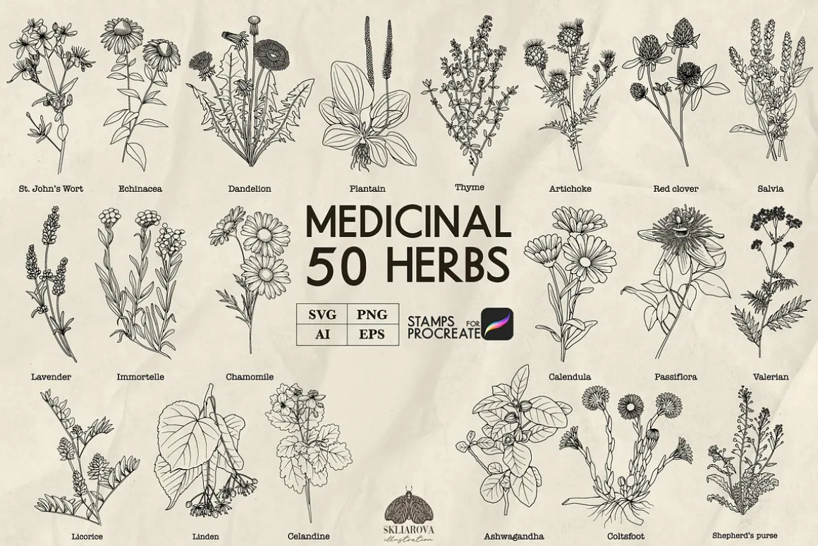 Medicinal Herbs line art + Procreate